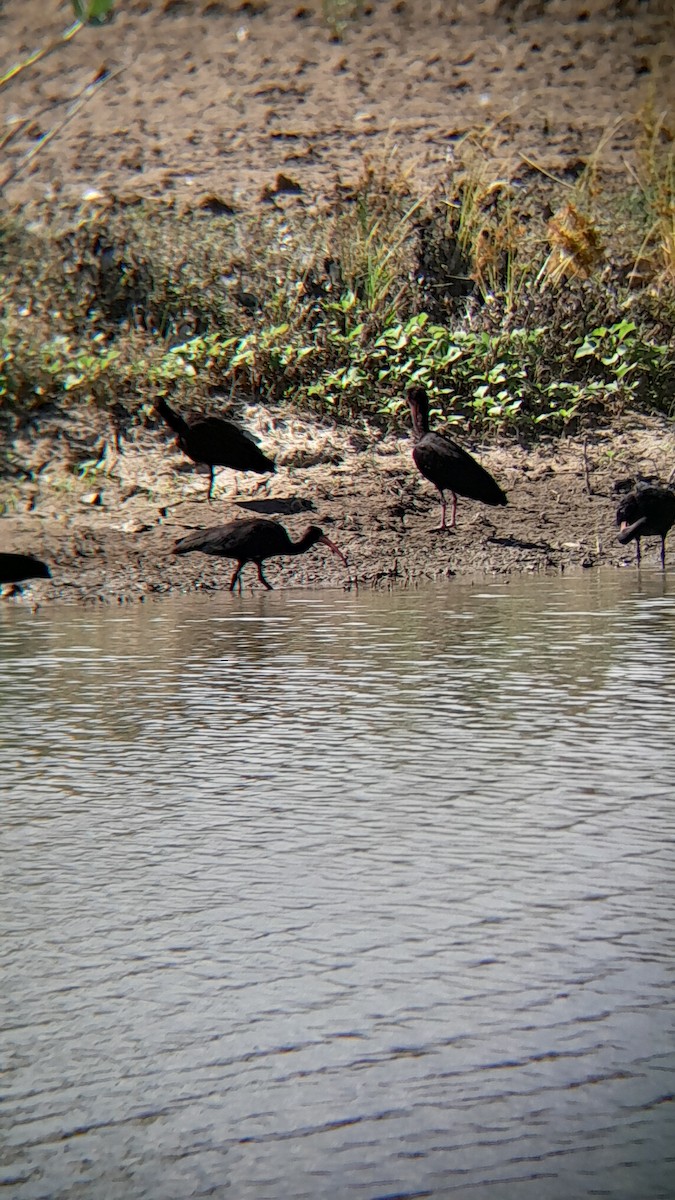 Ibis Afeitado - ML645523776