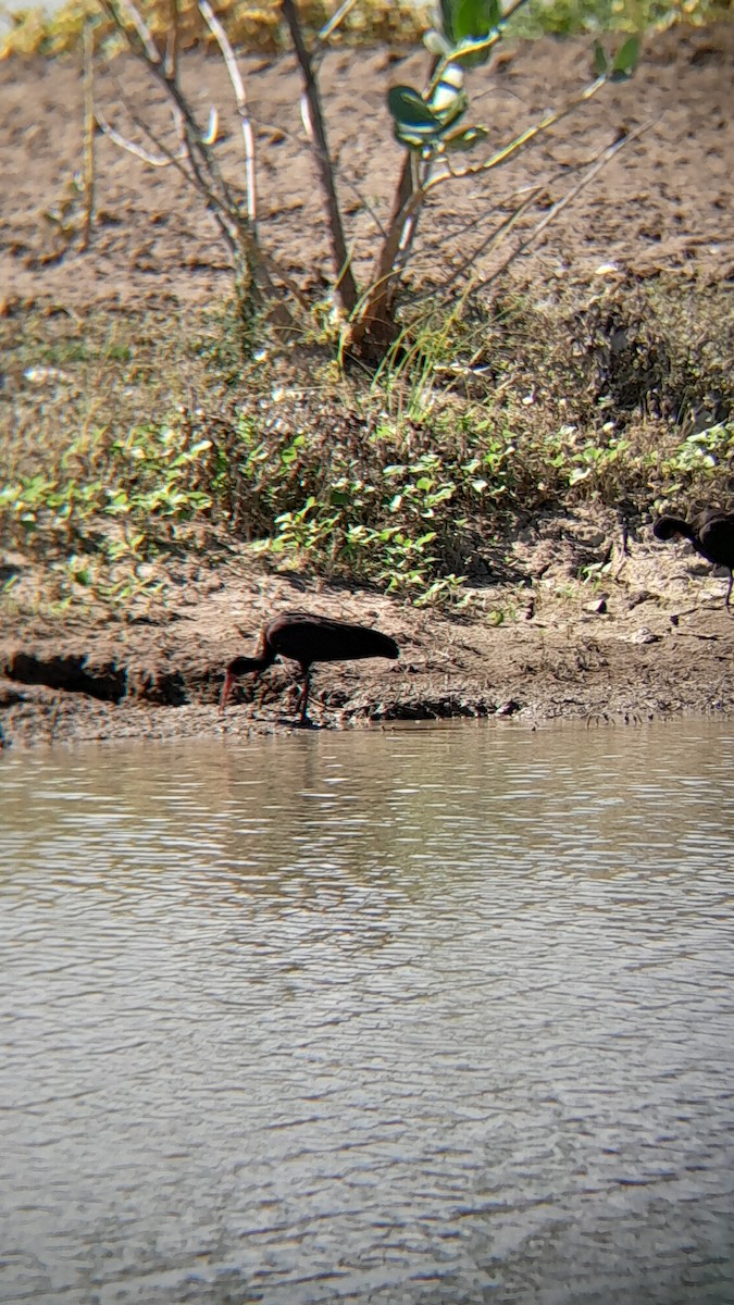 Ibis Afeitado - ML645523778