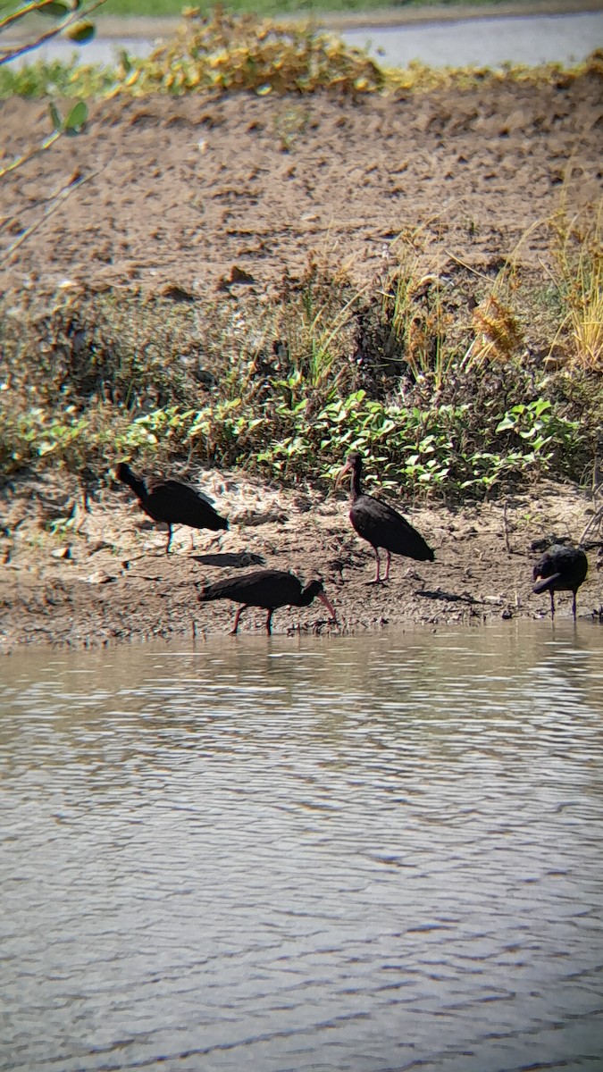 Ibis Afeitado - ML645523779