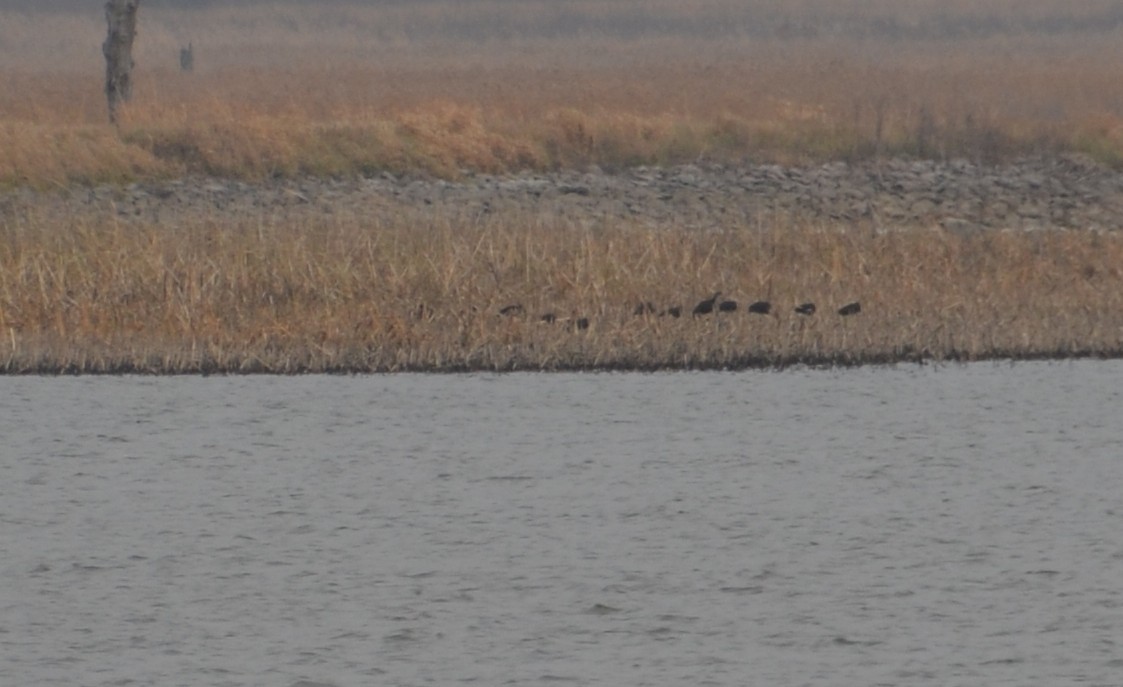 Glossy/White-faced Ibis - ML645523782