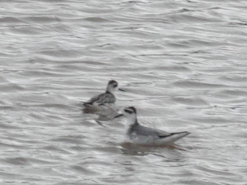 Red-necked Phalarope - ML645523784