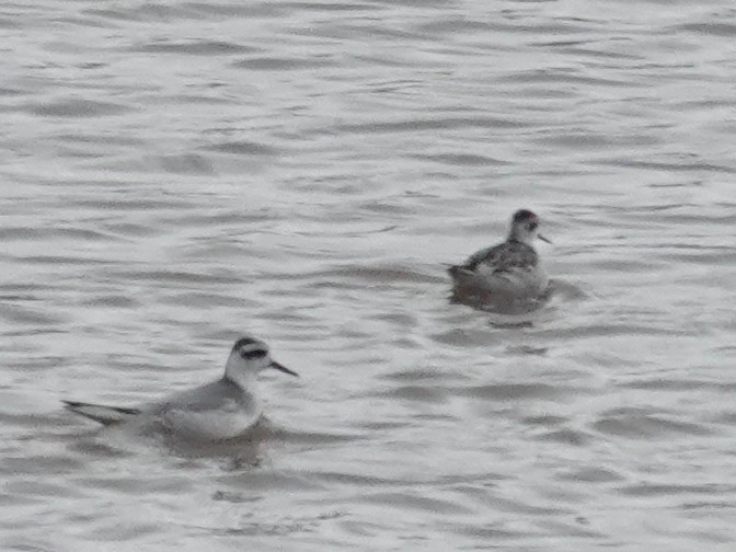 Red-necked Phalarope - ML645523785