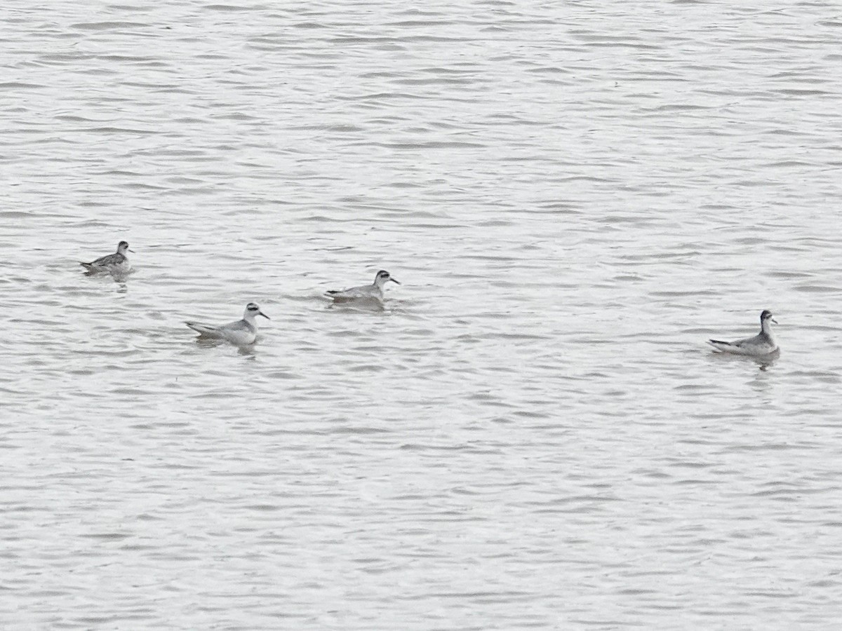 Red-necked Phalarope - ML645523786