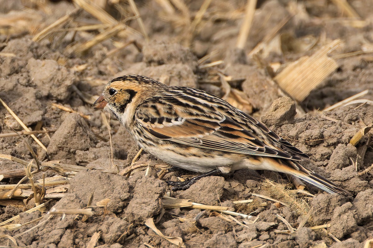 Подорожник лапландський - ML645523791