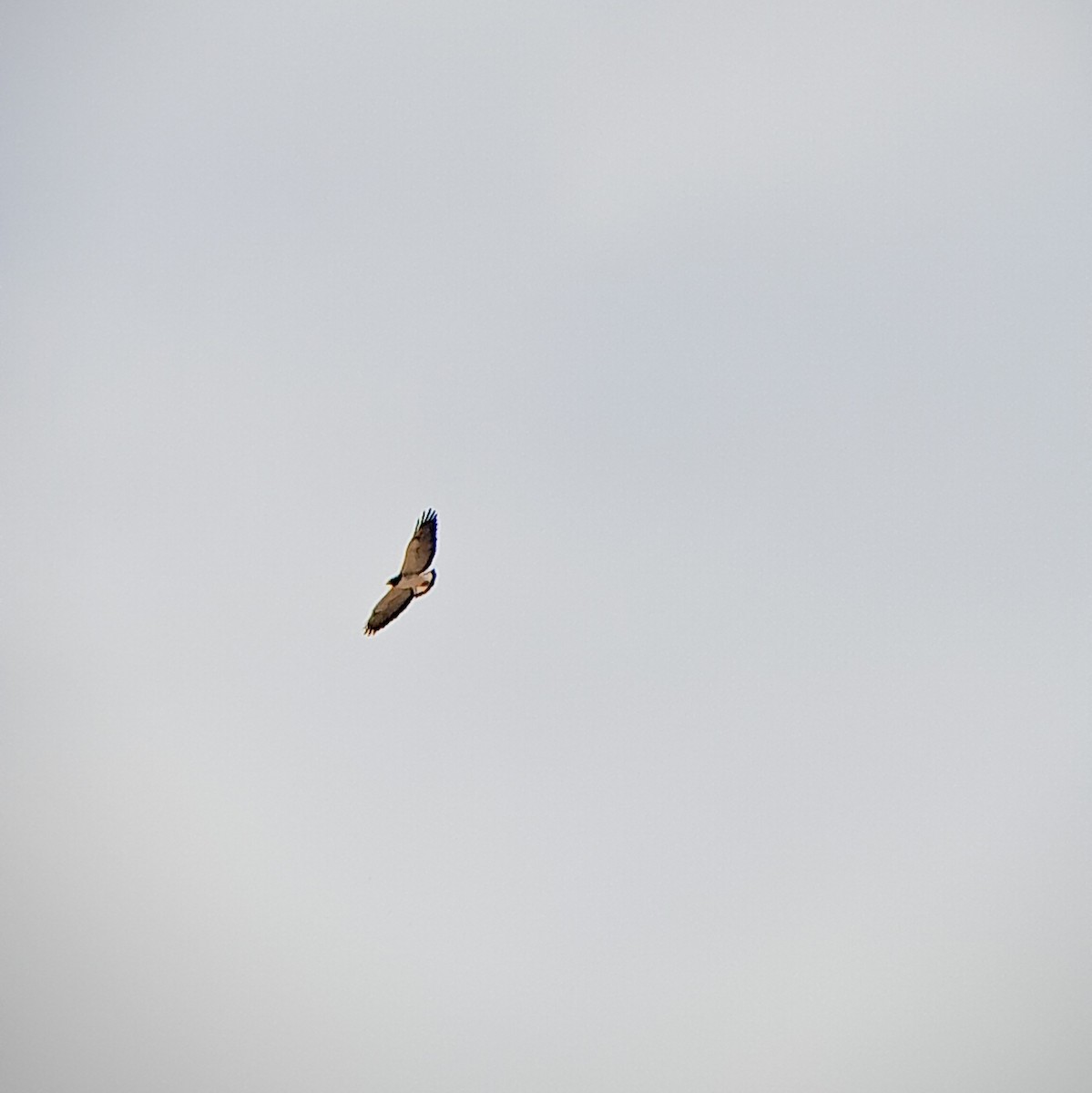 White-tailed Hawk - ML645523803