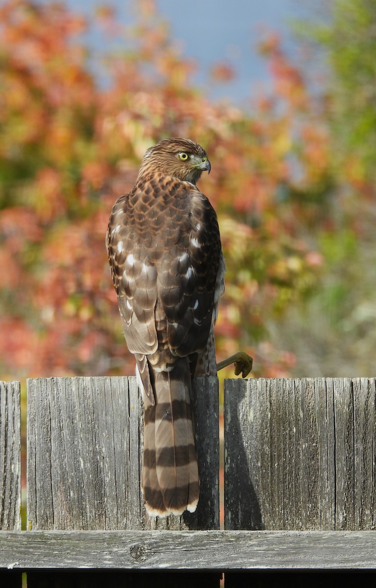 jestřáb americký - ML645523807