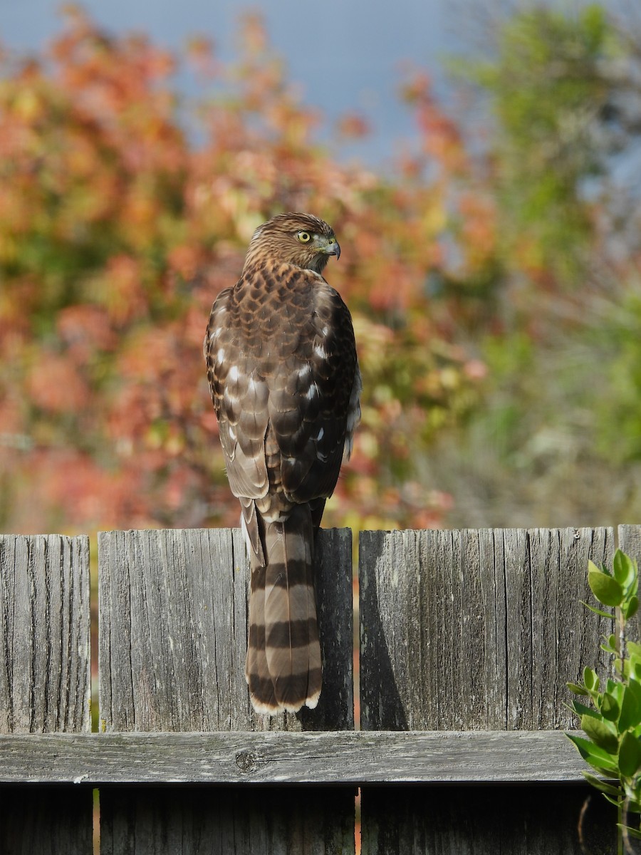 jestřáb americký - ML645523808