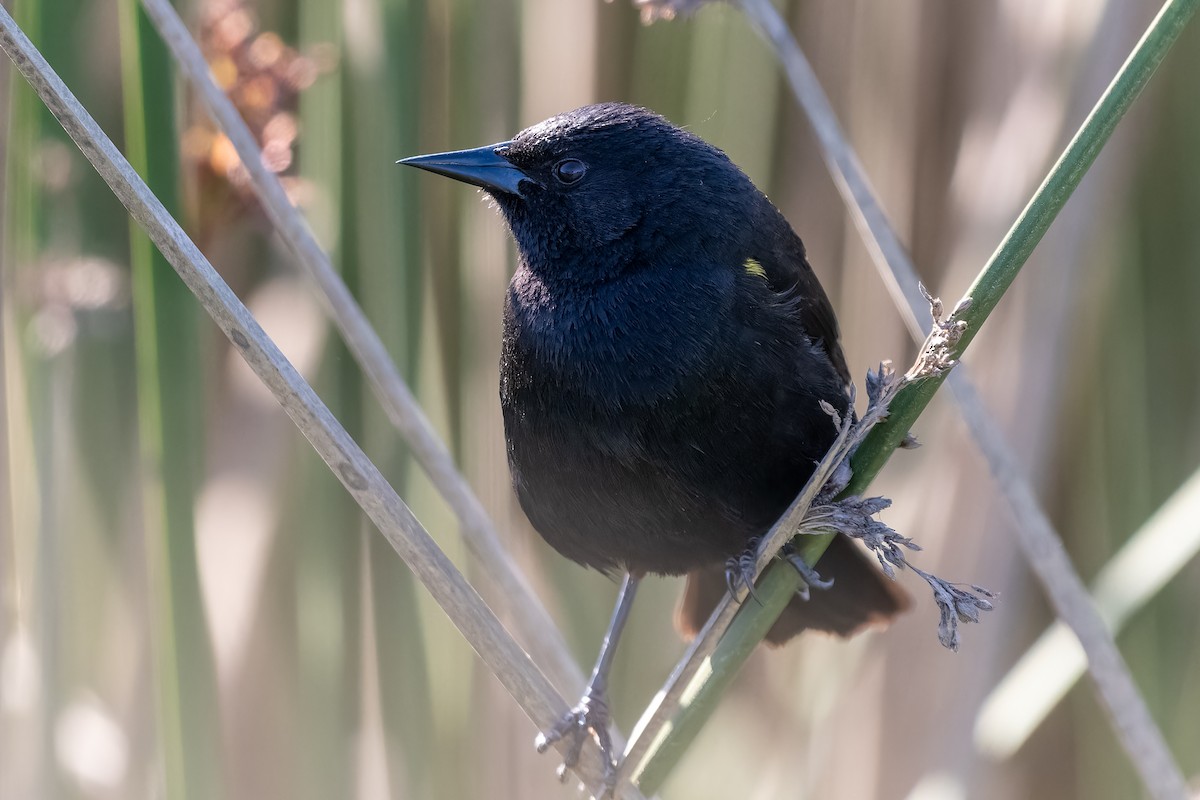 Yellow-winged Blackbird - ML645523811