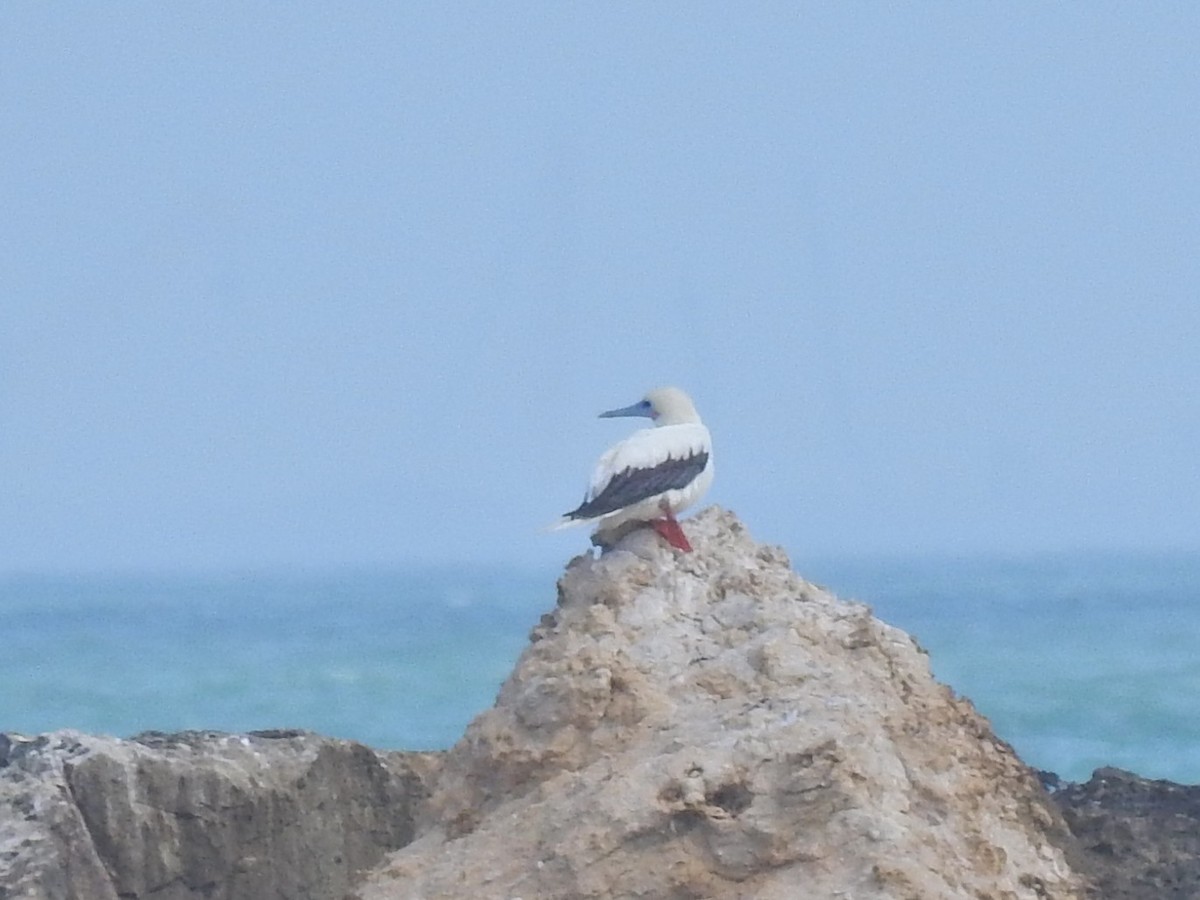 Red-footed Booby - ML645523812