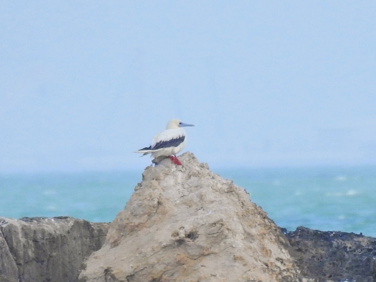 Red-footed Booby - ML645523813