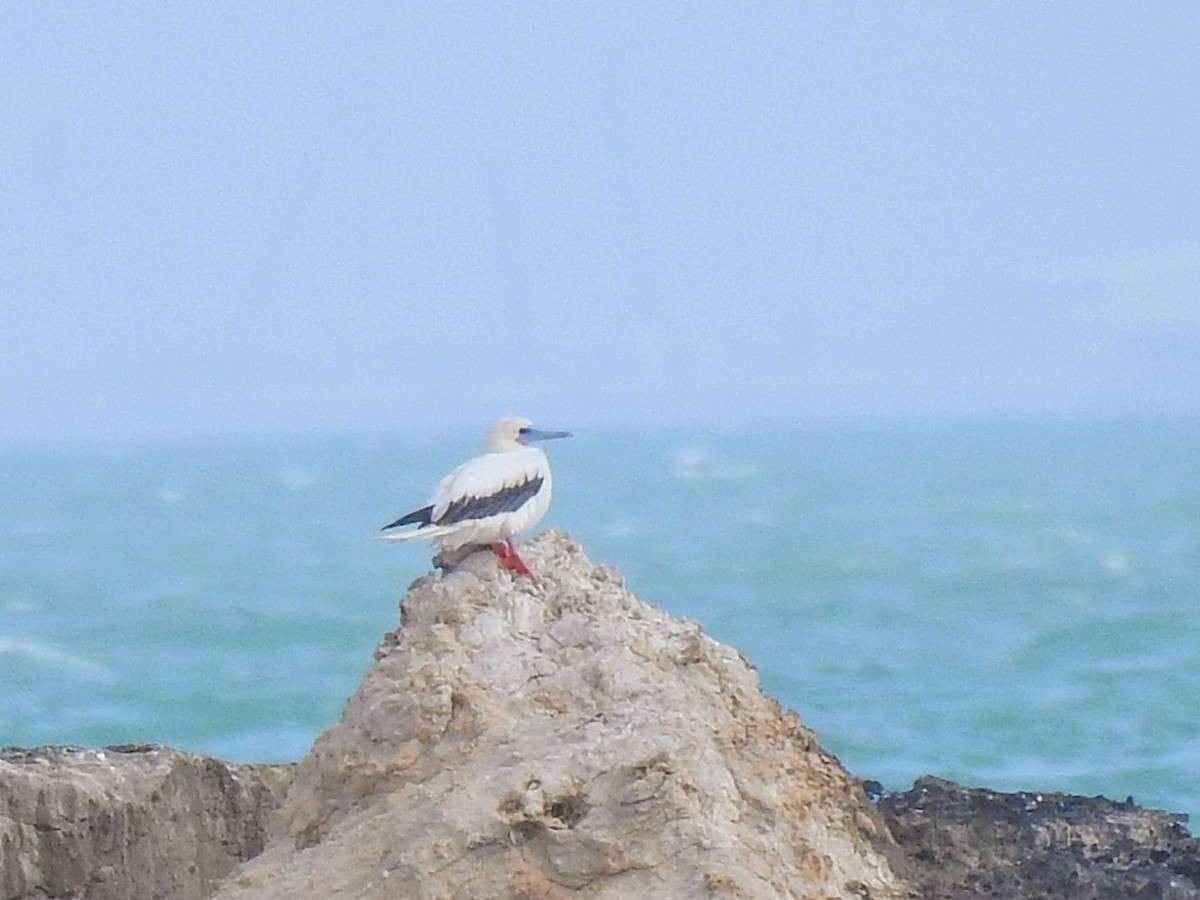 Red-footed Booby - ML645523814