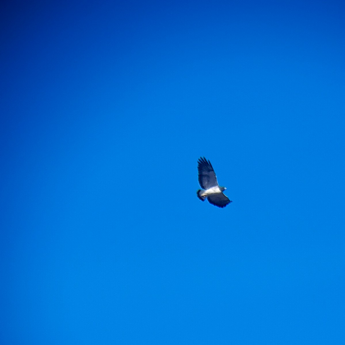 White-tailed Hawk - ML645523817