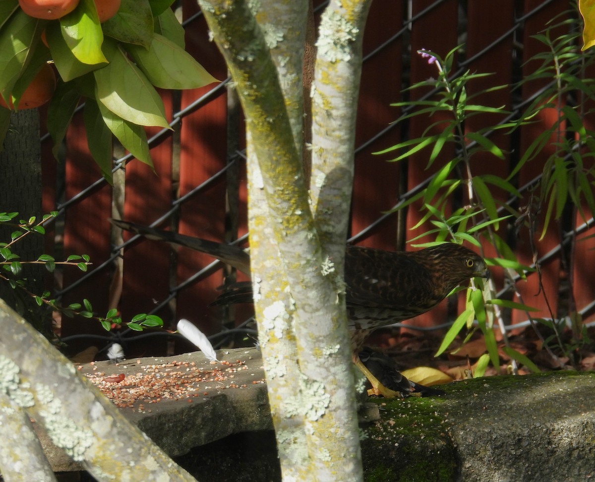 jestřáb americký - ML645523829