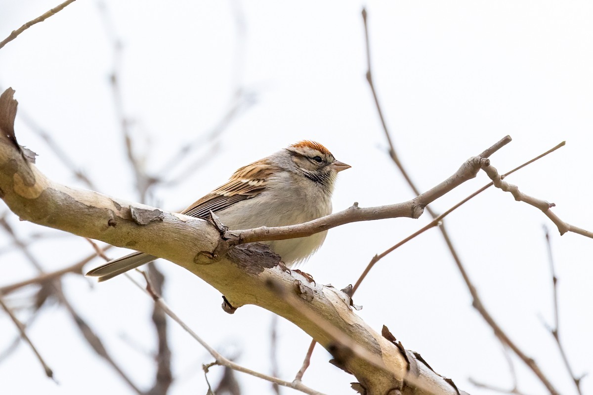 Chipping Sparrow - ML645523830
