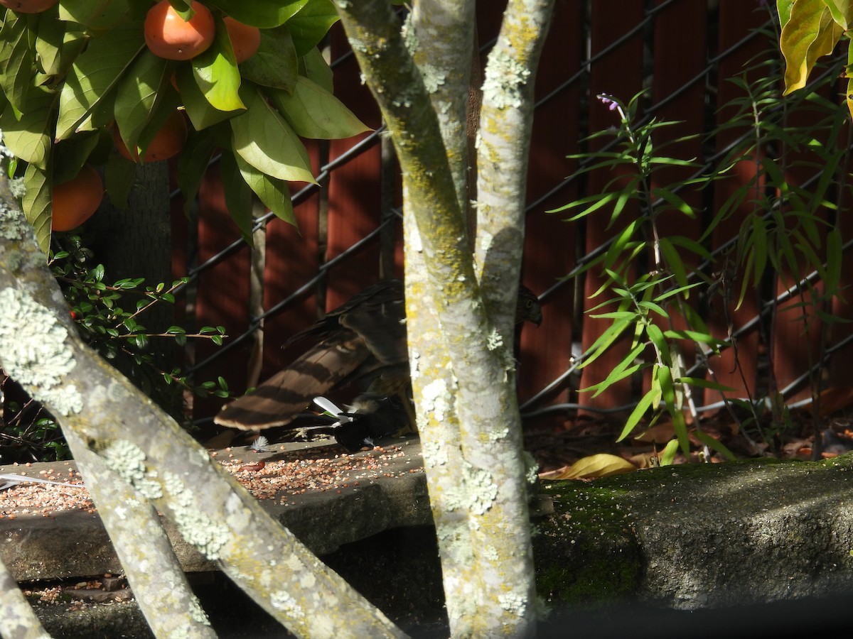 jestřáb americký - ML645523831