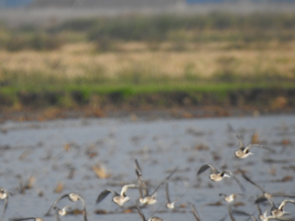 Black-bellied Plover - ML645523833