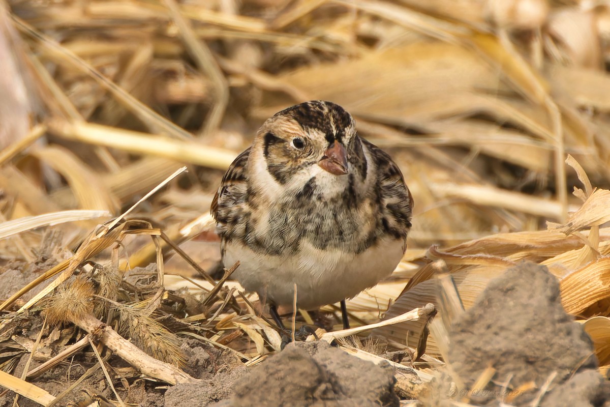 Подорожник лапландський - ML645523835