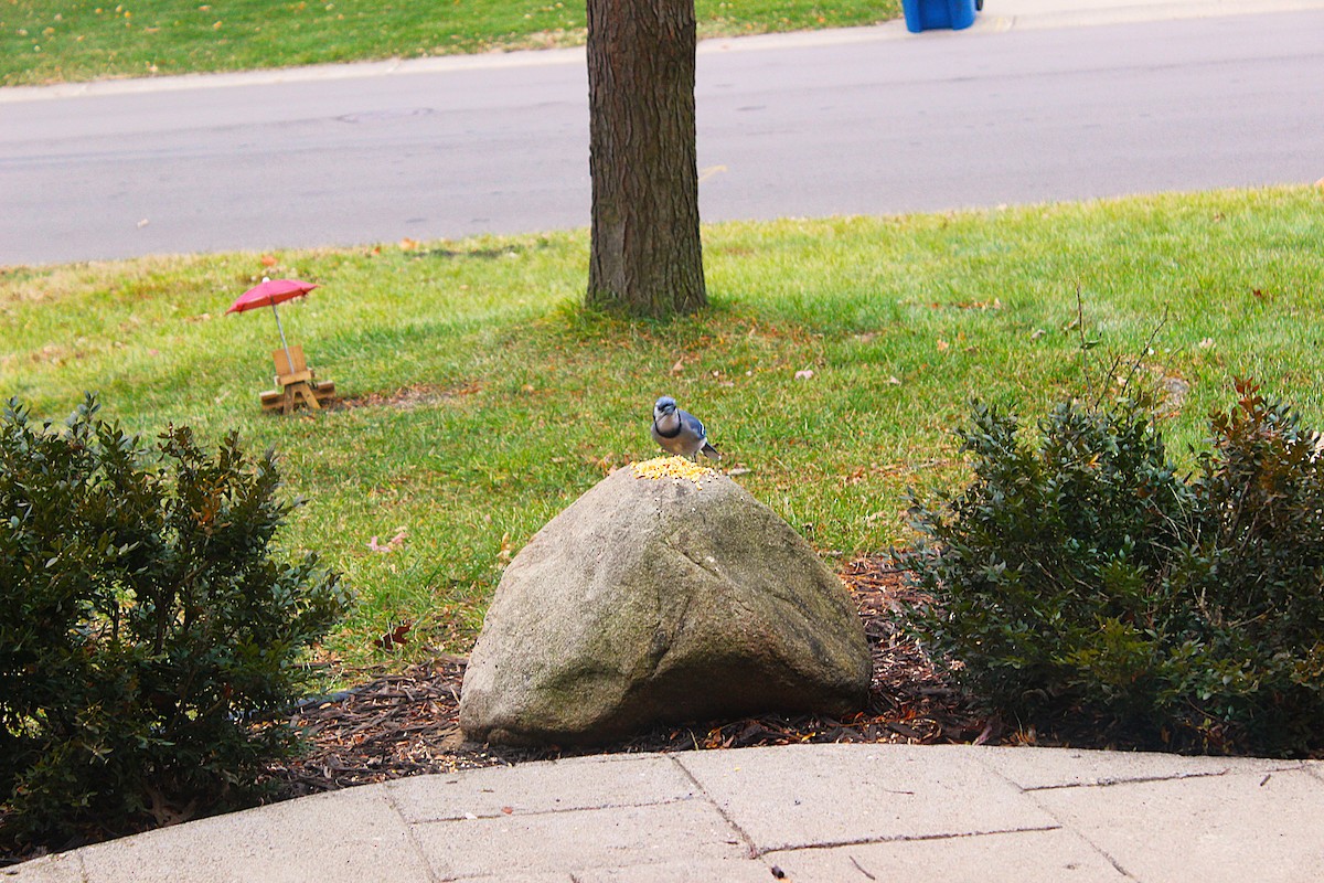 Blue Jay - ML645523844