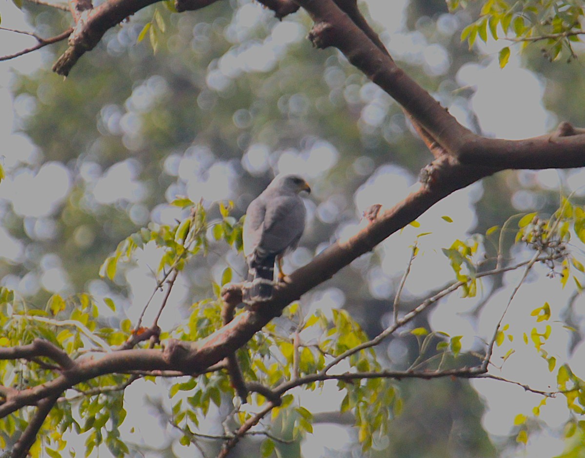 Gray Hawk - ML645523863