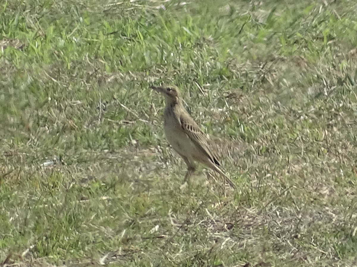 Richard's Pipit - ML645523864