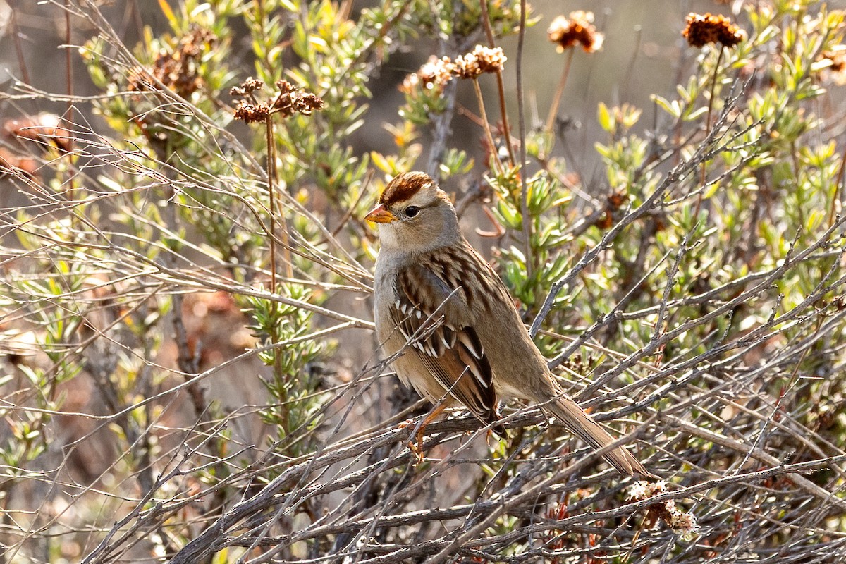 Dachsammer - ML645523873