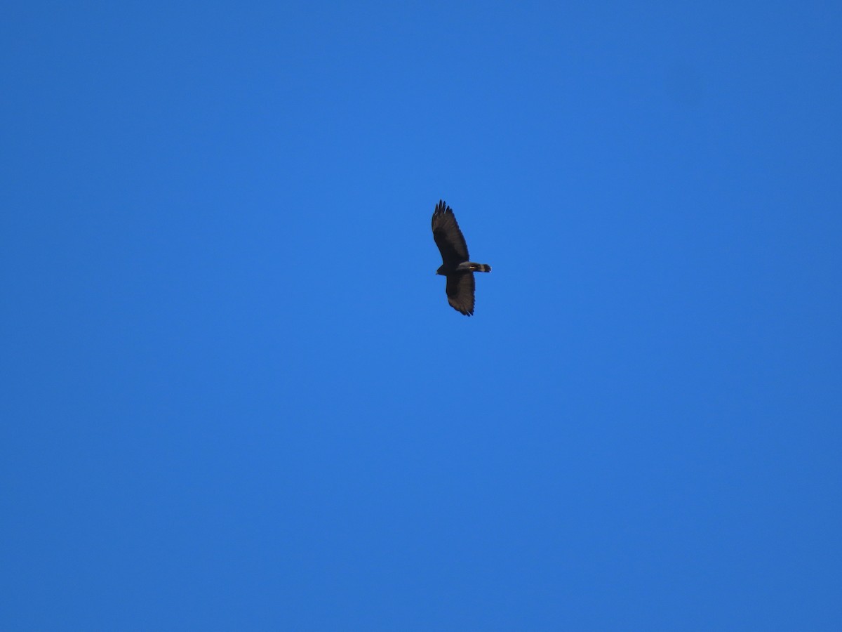 Zone-tailed Hawk - ML645523879