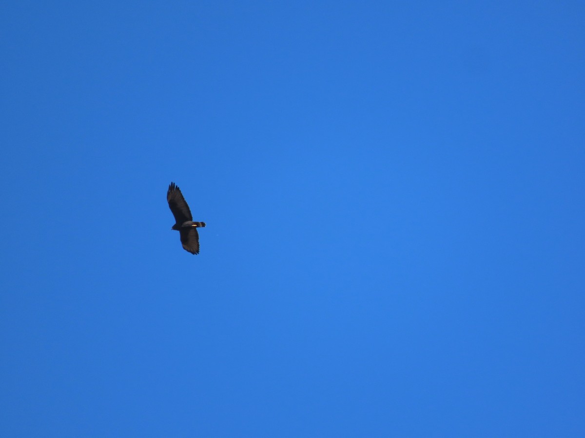 Zone-tailed Hawk - ML645523880