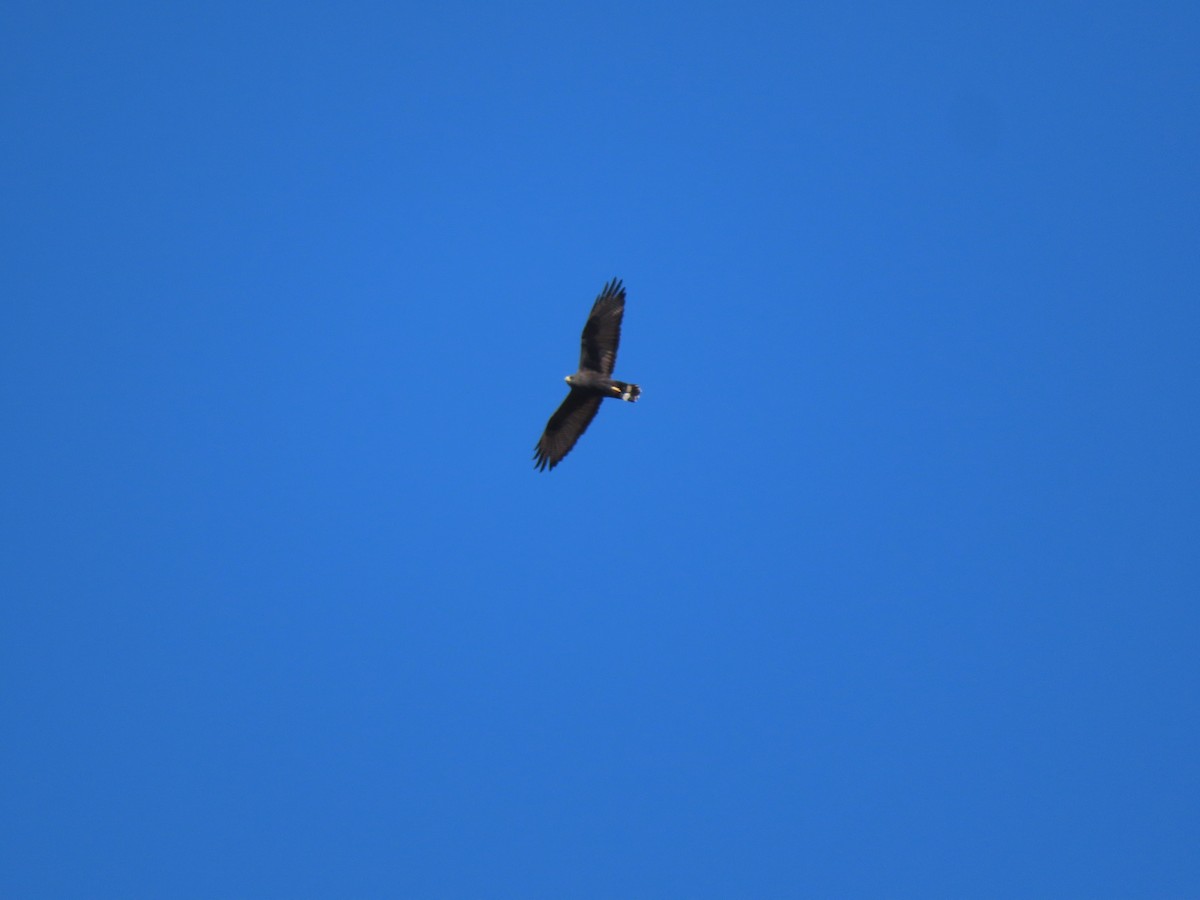 Zone-tailed Hawk - ML645523881