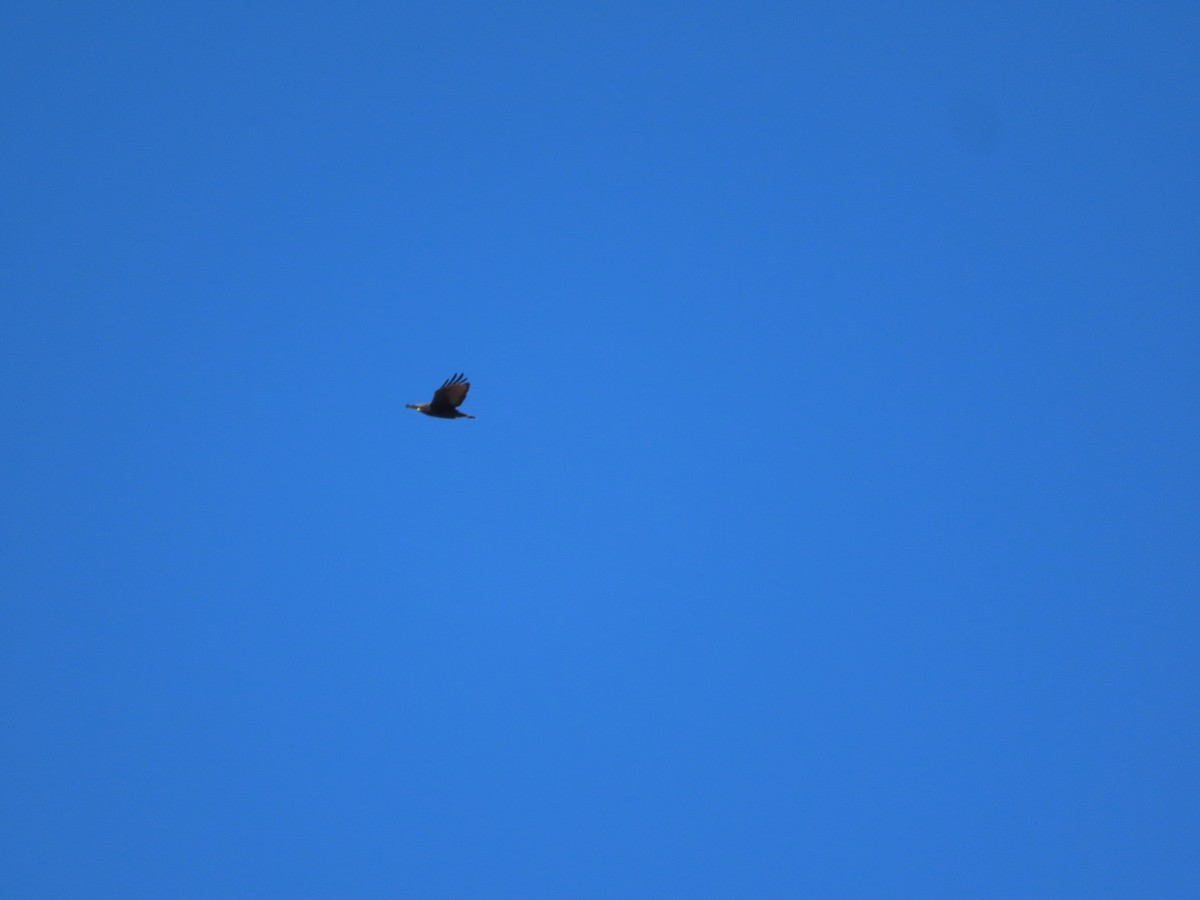 Zone-tailed Hawk - ML645523882