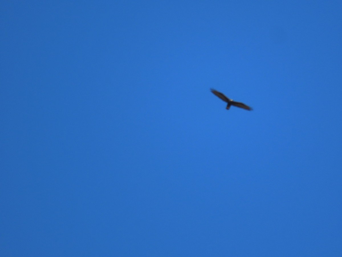 Zone-tailed Hawk - ML645523883