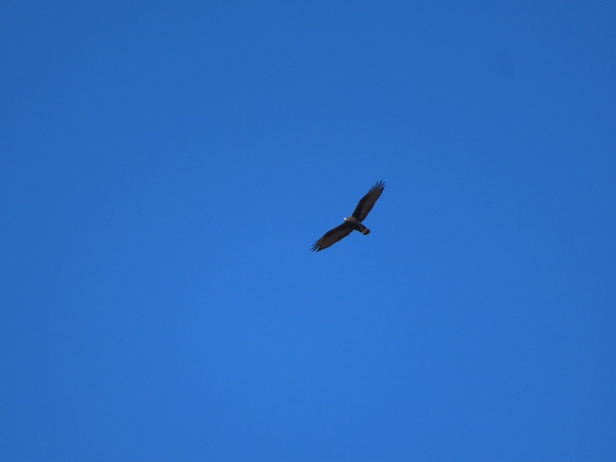 Zone-tailed Hawk - ML645523886