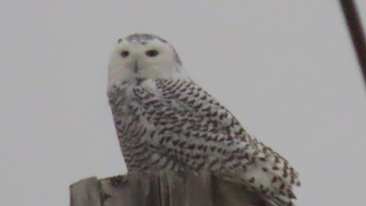Snowy Owl - ML645523891