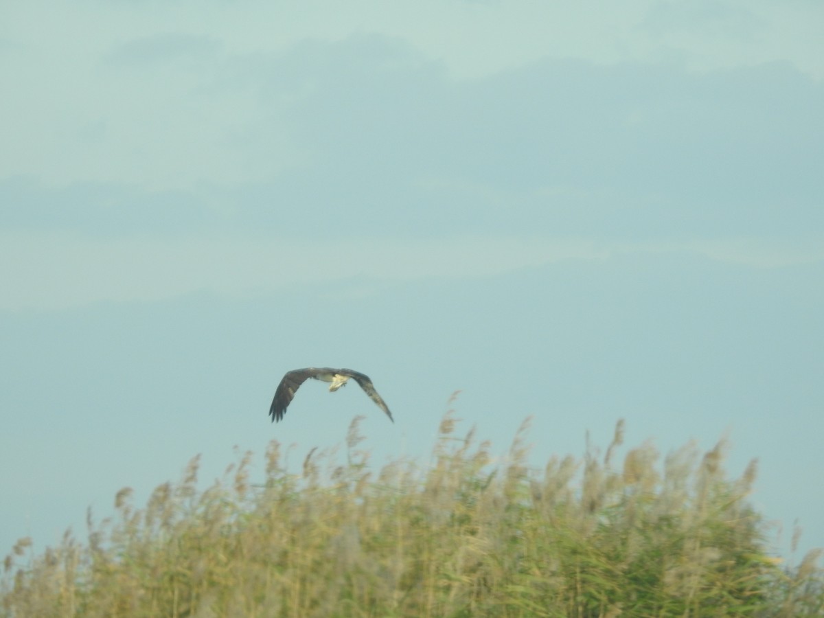 Osprey - ML645523894