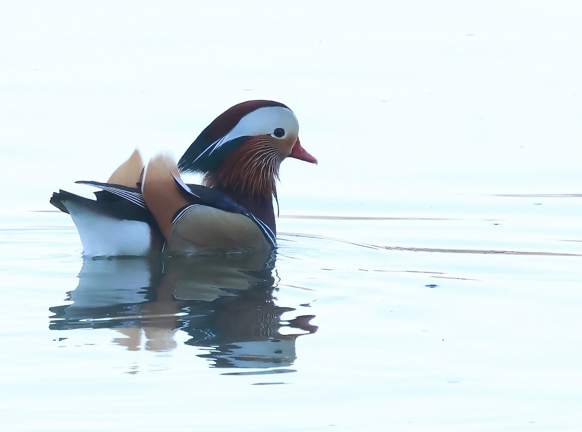 Mandarin Duck - ML645523898