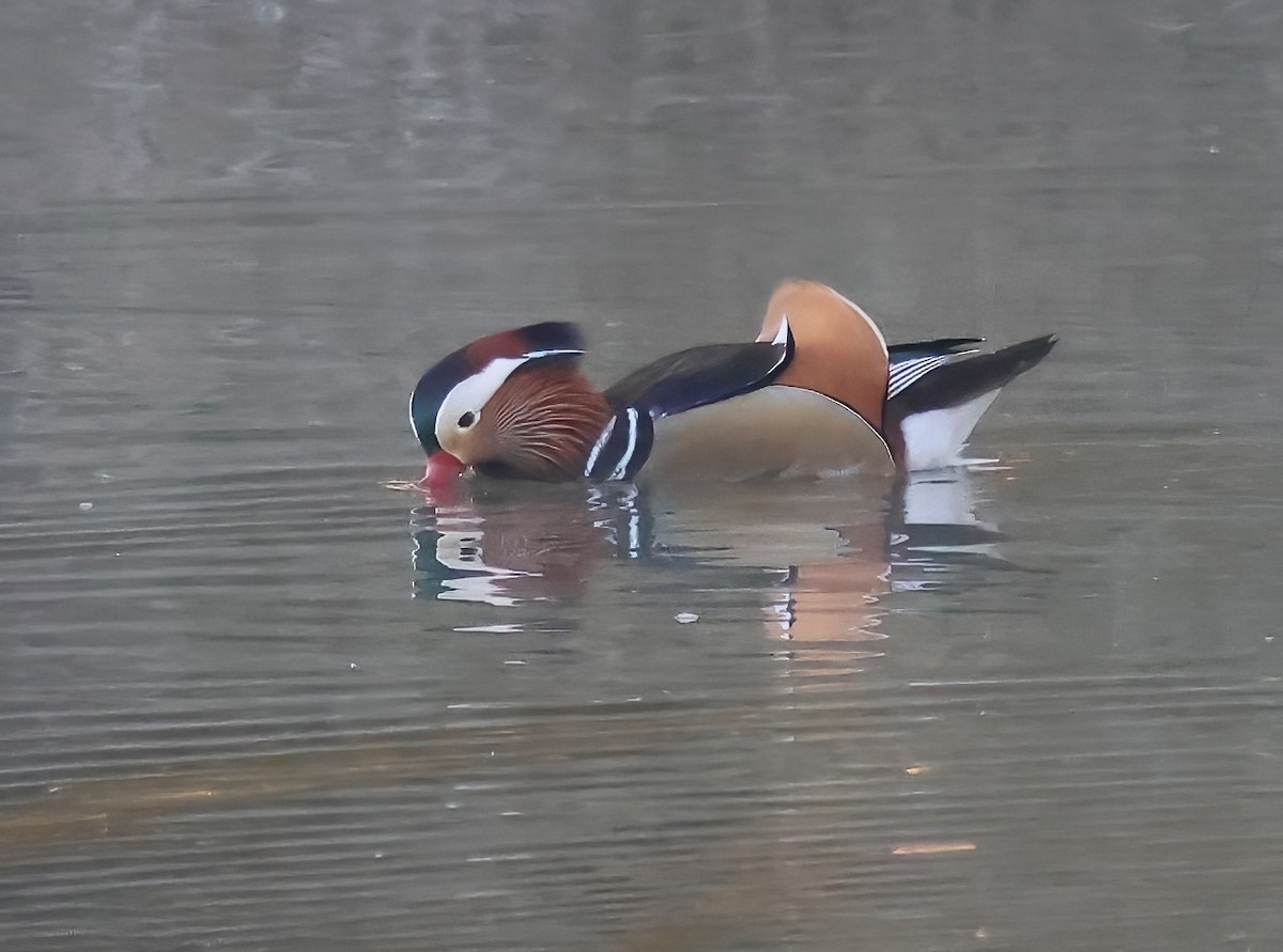 Mandarin Duck - ML645523899