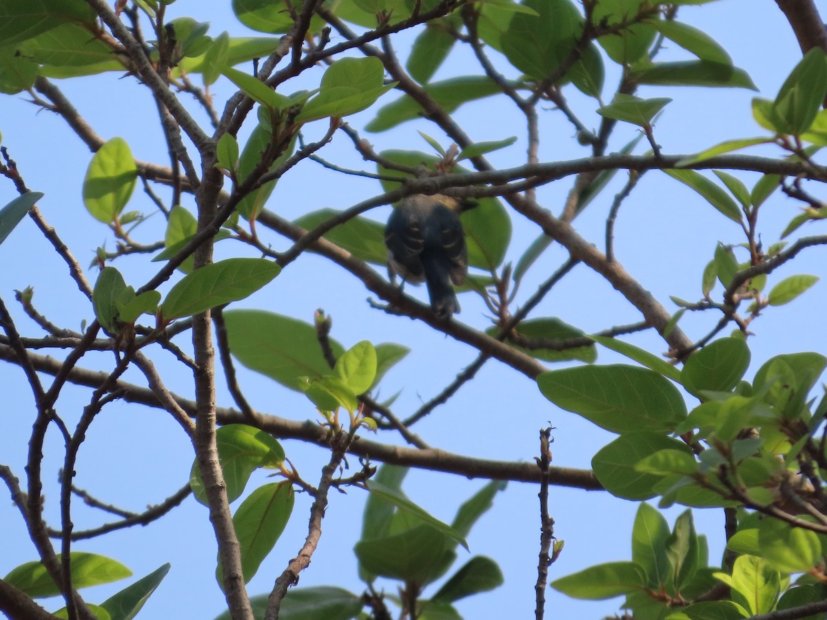 Blassschnabel-Mistelfresser - ML645523901