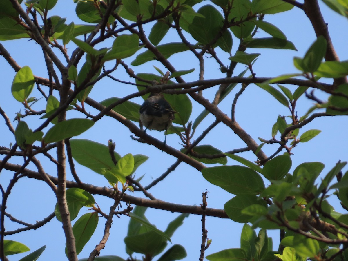 Blassschnabel-Mistelfresser - ML645523902