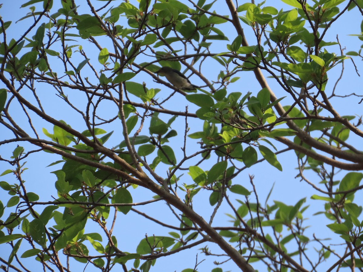 Blassschnabel-Mistelfresser - ML645523903