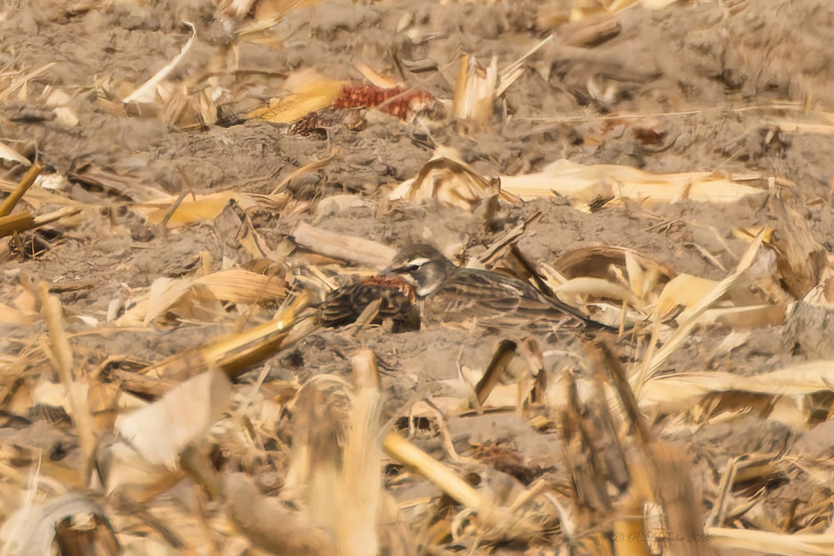 Ohrenlerche - ML645523906