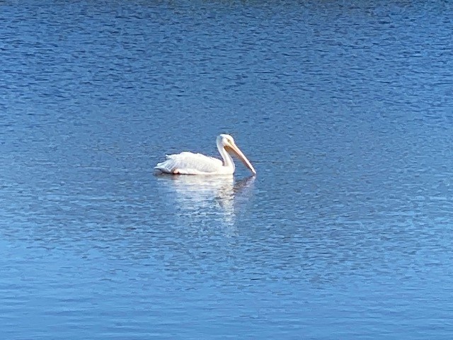 Nashornpelikan - ML645523910