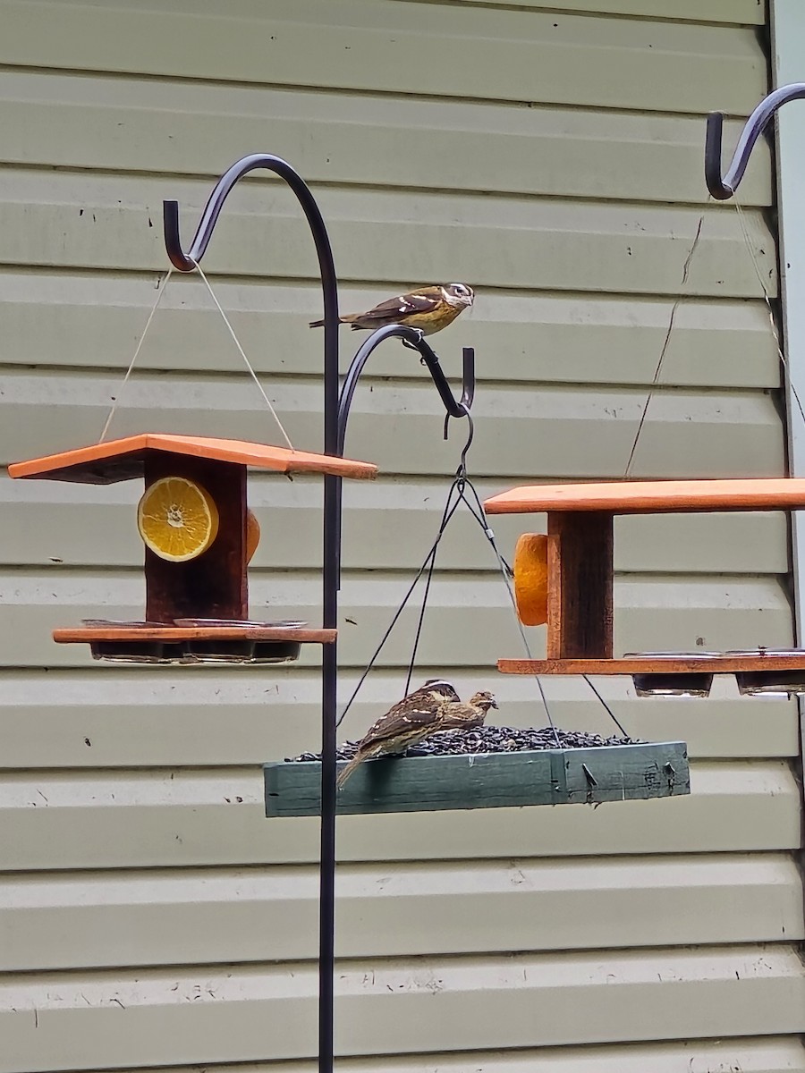 Rosenbrust-Kernknacker - ML645523916