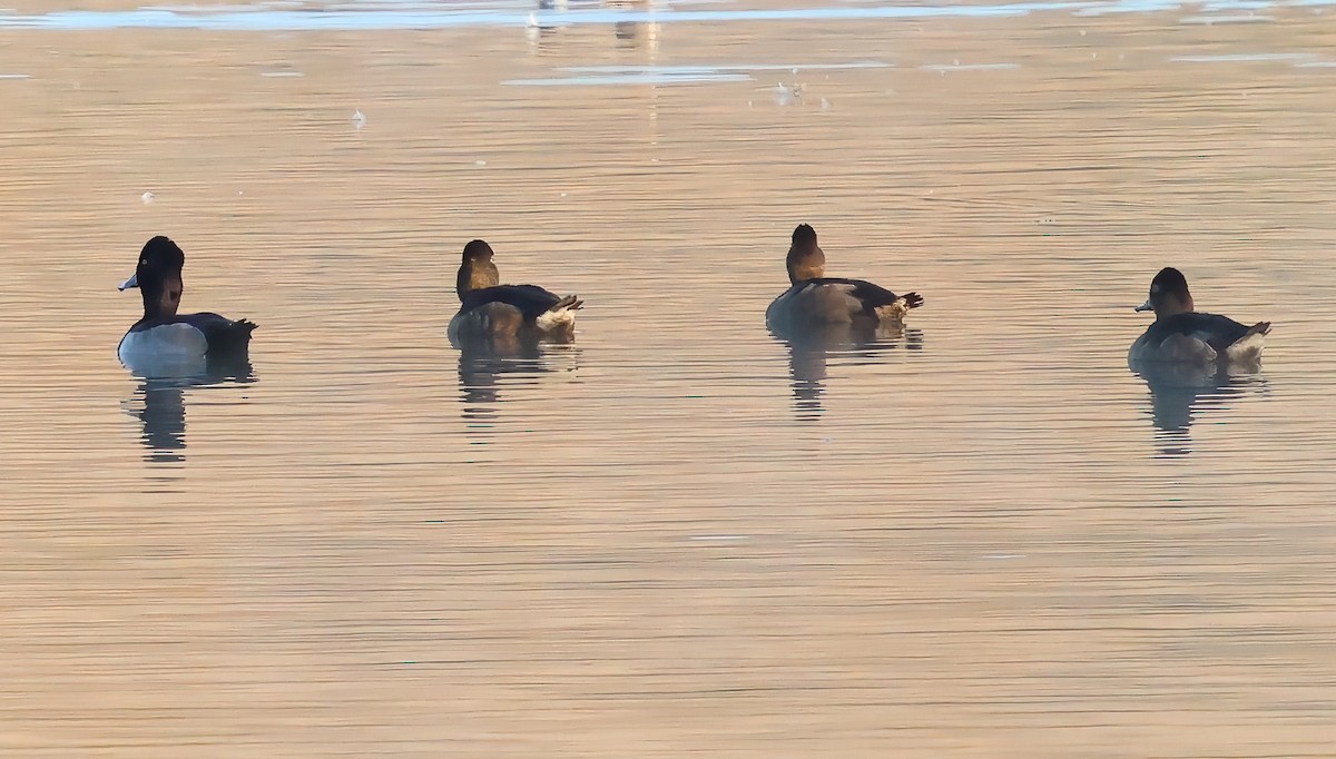 Ringschnabelente - ML645523918