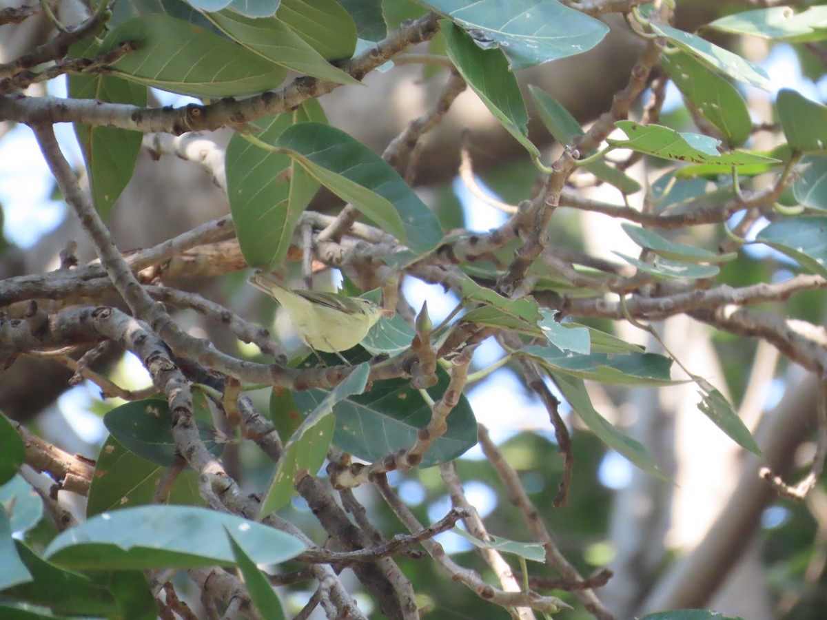 Tienschan-Laubsänger - ML645523919