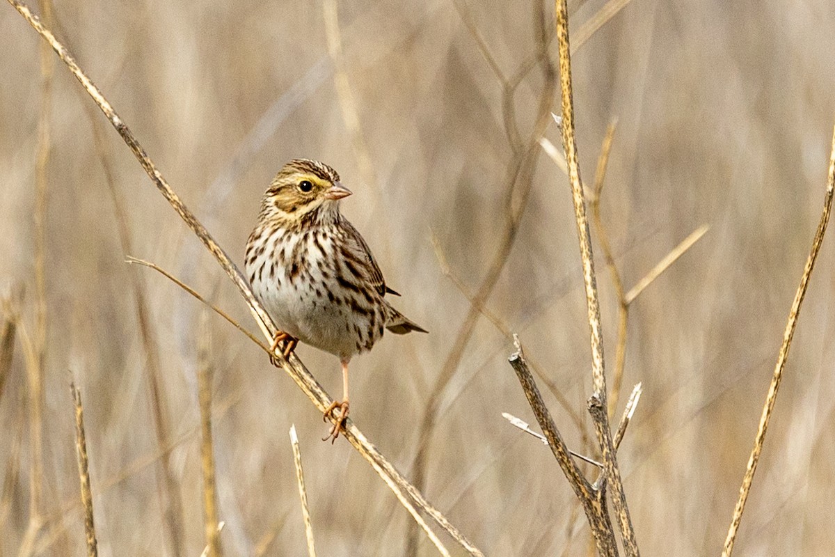 Grasammer - ML645523922