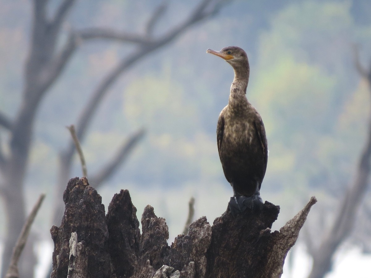 Humboldtscharbe - ML645523924