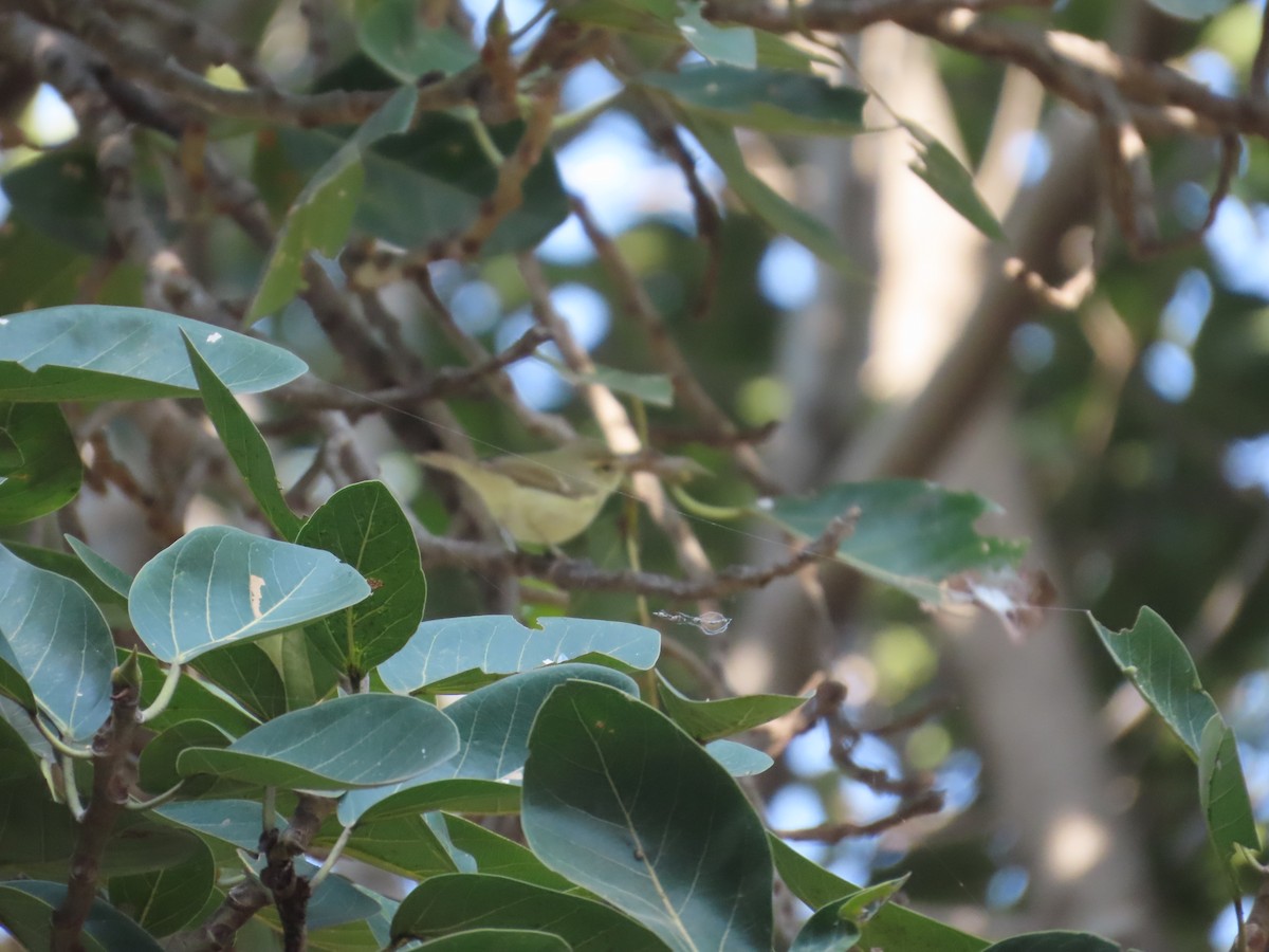 Tienschan-Laubsänger - ML645523926