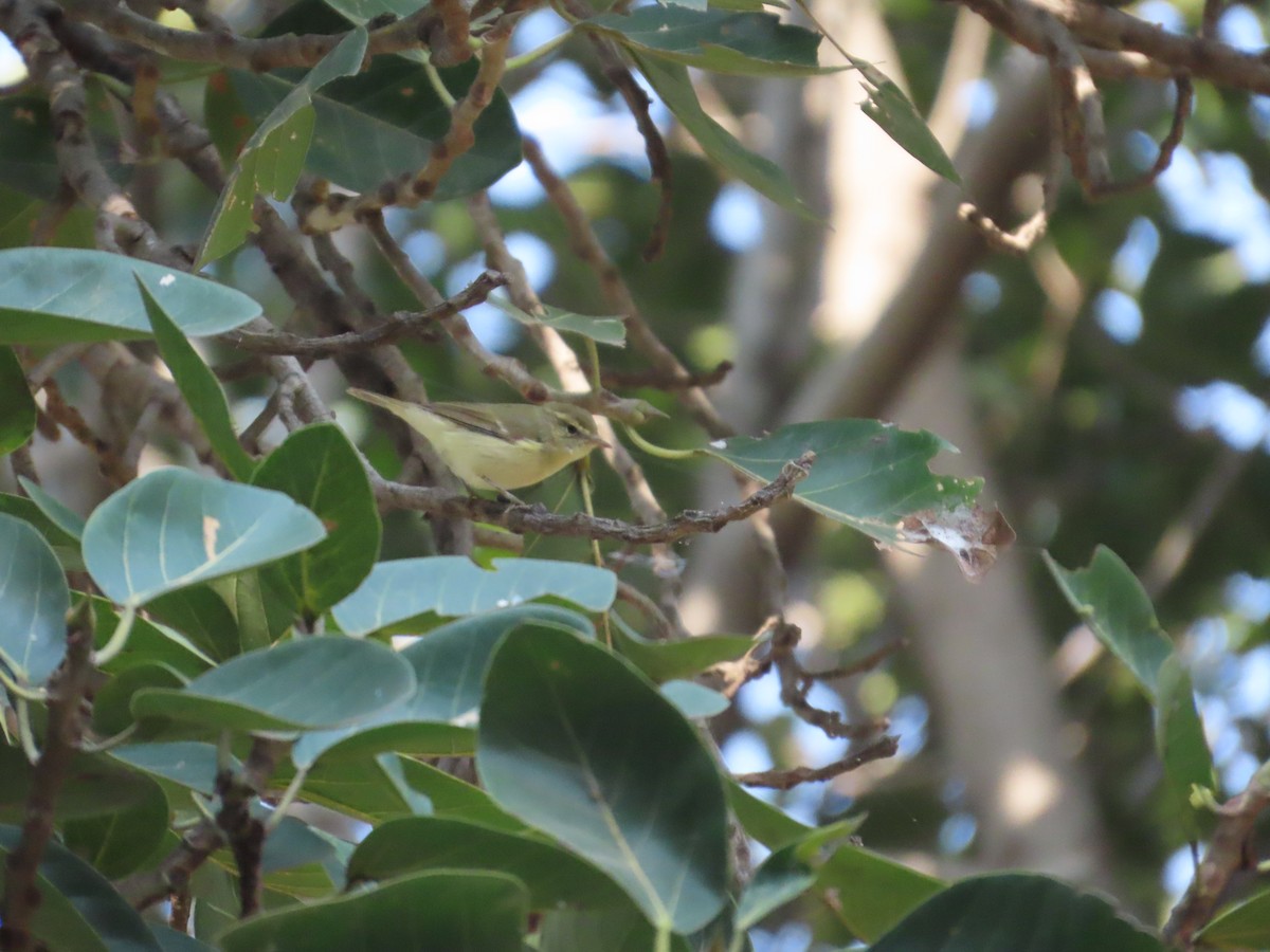 Tienschan-Laubsänger - ML645523927