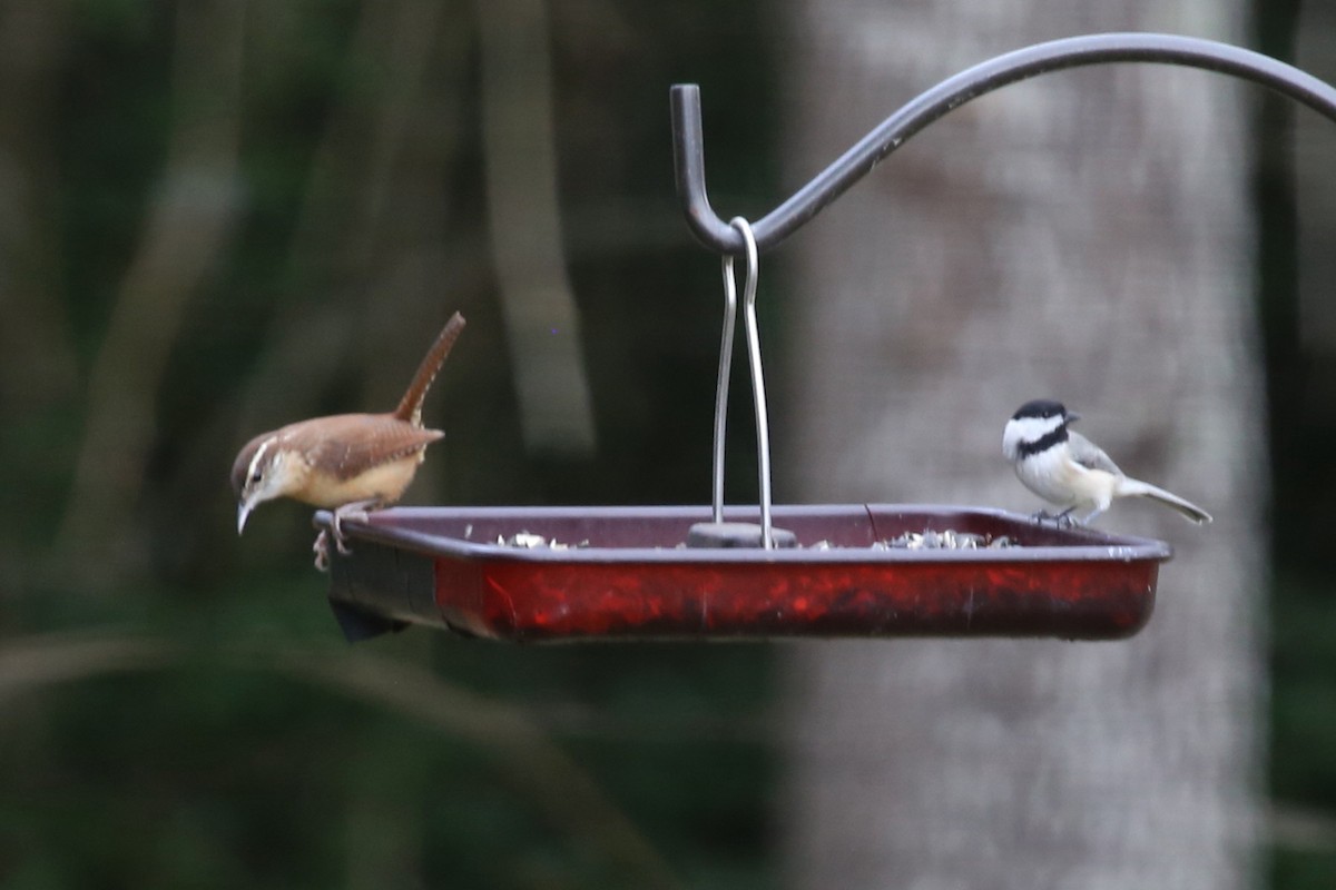 Carolinazaunkönig - ML645523930