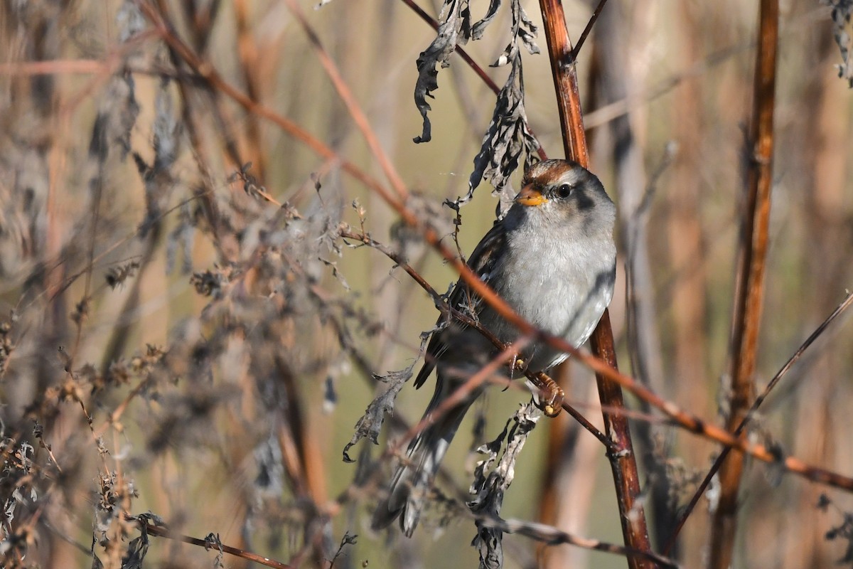 Dachsammer - ML645523931