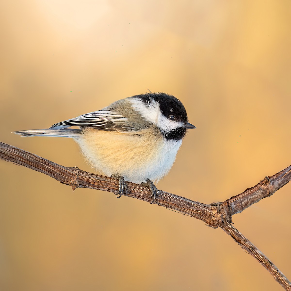 Schwarzkopfmeise - ML645523932